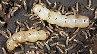 Queen termite 2 | Termites, Termite control, Termites facts
