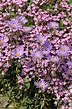 Bild Alpen-Aster (Aster alpinus) und Kleines Seifenkraut (Saponaria ...