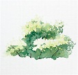 Watercolor Bushes and Trees in 4 Easy Steps – ReFine Art Blog