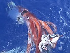 Photos show a rare, 14-foot giant squid that washed ashore in South ...
