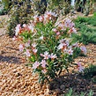 Nerium oleander 'nana'