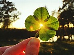 Zitate über Glück: Weisheiten, die glücklich machen - [GEOLINO]