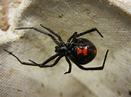 File:Adult Female Black Widow.jpg - Wikipedia