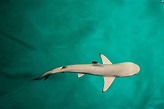 Baby Shark 4k, HD Animals, 4k Wallpapers, Images, Backgrounds, Photos ...