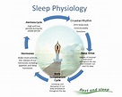 The Physiology of Sleep – Elysium Soul