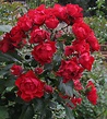 Роза Блэк Форест Роуз (Black Forest Rose): фото, описание и особенности