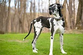 Great Dane Lifespan: Why You Should Cherish Every Minute Spent With ...