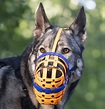 Best Dog Muzzles 2024 - Tried & Tested By A Professional Dog Trainer ...