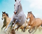 Wild Horses Running Wallpapers - Top Free Wild Horses Running ...