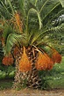Canary Island Date Palm stock photo - Minden Pictures