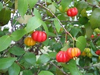 Eugenia-uniflora | California Rare Fruit Growers