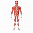 Sistemas Do Corpo Humano Sistema Muscular Escola Educacao Images
