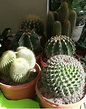 TODO sobre los Cactus (Cactáceas) - Géneros, como son, cuidados, etc