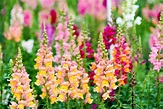 How Do Snapdragons Propagate? - Mastery Wiki