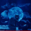 Cat Moon фото в формате jpeg, фотографии и картинки смотрите онлайн