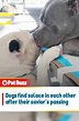 Dogs find solace in each other after their savior’s passing - Pet Buzz