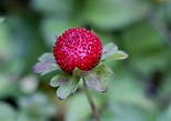 Wilde Erdbeeren? Foto & Bild | pflanzen, pilze & flechten, früchte und ...