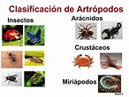 COMPLETA clasificación de los artrópodos - ¡¡RESUMEN + IMÁGENES!!