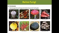 Reino Fungi – Características Gerais dos Fungos - YouTube