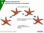 Gemación: definición y ejemplos - ¡Resumen CORTO!