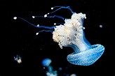 Unraveling the Mystery of Jellyfish Eyes - MarinePatch