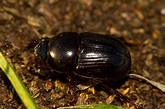 African black beetle – Cesar Australia