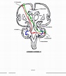 Resumen: Circuitos cerebelosos | Anatomía | Medicina UBA | | Filadd