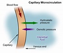 Interstitial Fluid and the Interstitium: Formation and Function - Owlcation