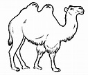 Desenhos de camelos para colorir