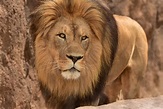 African Lion | The Maryland Zoo