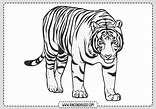 Dibujos de Tigres para colorear | Rincon Dibujos
