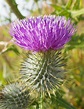 Scotland's national and wild flower, the thistle. Taken on the Isle of ...