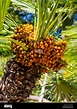Canary Island Date Palm, Phoenix canariensis, with fruits Stock Photo ...