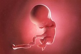 11 semanas de embarazo: desarrollo del bebé y cambios en la mujer - Tua ...