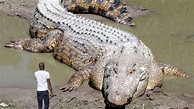 10 Largest Reptiles in the World (Crocodiles and Turtles) - YouTube