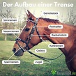 Die passende Trense fürs Pferd | tiergesund.ch