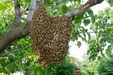 How to Capture a Bee Swarm - Modern Farmer