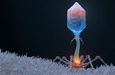 Bacteriophage :: Behance