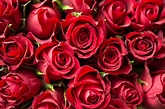 Come mantenere un bouquet di rose rosse - Garden Arcobaleno