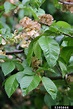 English elm, Ulmus procera (Urticales: Ulmaceae) - 5395866