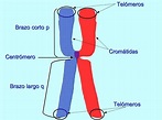 Cromosomas: qué son, función, partes y tipos - Toda Materia