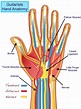 Hand Muscle Anatomy - Anatomical Charts & Posters