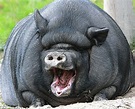 Funny Pot Belly Pig Wallpapers & Photos 2013 | Funny Animals
