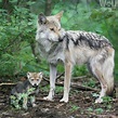 Adorable footage shows wolf mom snuggling her baby back to sleep