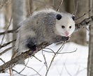 File:Opossum 2.jpg - Wikipedia, the free encyclopedia