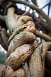 Twisted Vines Close Up stock image. Image of season, nature - 87041301