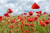 How the poppy captured the imagination of the nation - Country Life
