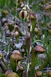 California pitcher plant in May 2018 by Morgan Stickrod · iNaturalist
