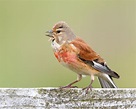 Common Linnet by Tom Hines - BirdGuides