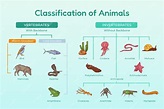Free Vector | Hand drawn classification of animals infographic